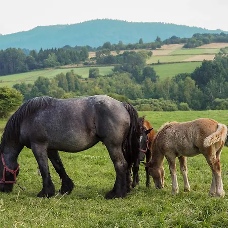 Hillout - W Milowce - Workation - Praca Zdalna *