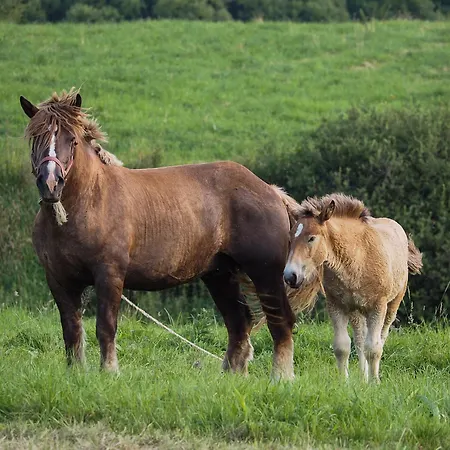 シャレー Hillout - W Milowce - Workation - Praca Zdalna