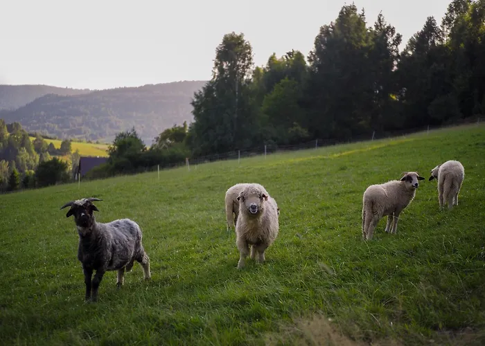 Hillout - W Milowce - Workation - Praca Zdalna * מילובקה