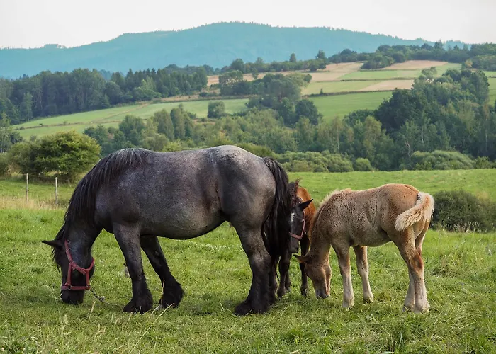 Hillout - W Milowce - Workation - Praca Zdalna *