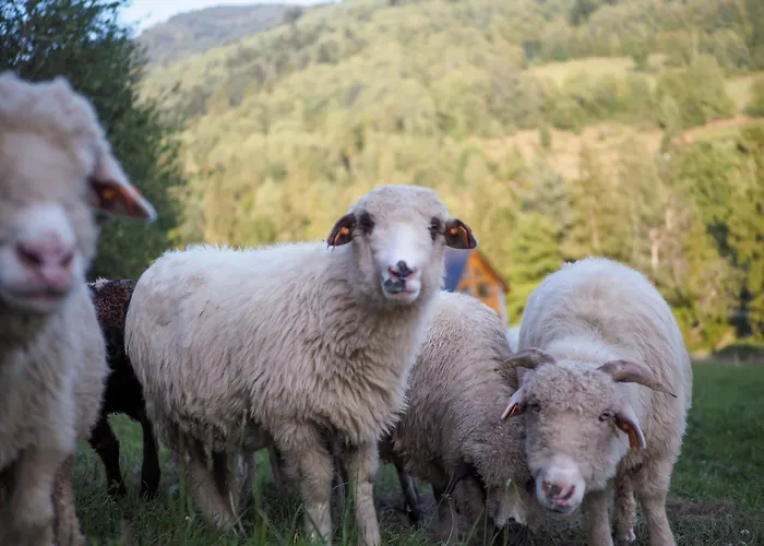 Hillout - W Milowce - Workation - Praca Zdalna בקתה מילובקה