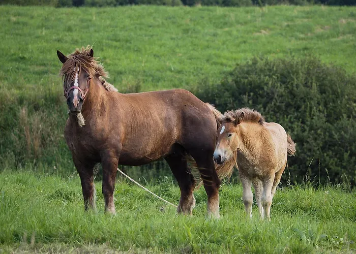Horská chata Hillout - W Milowce - Workation - Praca Zdalna
